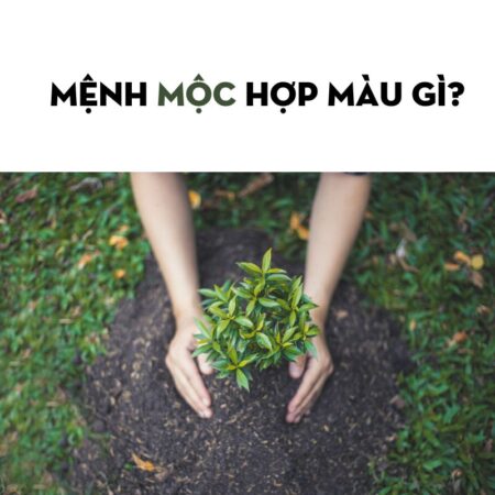 MỆNH MỘC HỢP MÀU GÌ